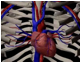 Descripción: ::tiffs:TIFFS PER A EXAMEN:pantallazos:baix dpi:cor-aorta-cava-venes-pulmonars.jpg