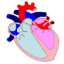 Descripción: ::tiffs:cicle cardiac:BAIX DPI:DA14.jpg