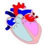 Descripción: ::tiffs:cicle cardiac:BAIX DPI:DA15.jpg