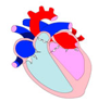 Descripción: ::tiffs:cicle cardiac:BAIX DPI:DA16.jpg