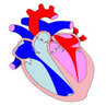 Descripción: ::tiffs:cicle cardiac:BAIX DPI:SA14.jpg