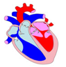 Descripción: ::tiffs:cicle cardiac:BAIX DPI:SA15.jpg