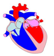 Descripción: ::tiffs:cicle cardiac:BAIX DPI:DV.jpg