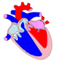 Descripción: ::tiffs:cicle cardiac:BAIX DPI:SV14.jpg