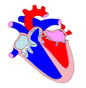 Descripción: ::tiffs:cicle cardiac:BAIX DPI:SV15.jpg