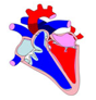 Descripción: ::tiffs:cicle cardiac:BAIX DPI:SV16.jpg