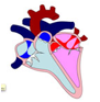 Descripción: ::tiffs:cicle cardiac:BAIX DPI:SV18.jpg